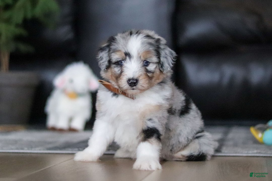 Aussiedoodle dogs for sale: Theo - Ad 3