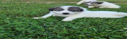 Great Pyrenees dogs for sale: George - Ad 4