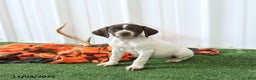 German Shorthaired Pointer dogs for sale: Happy - Ad 1