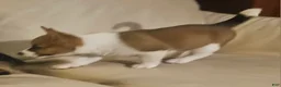 Mixed Breed dogs for sale: Athena - Ad 8