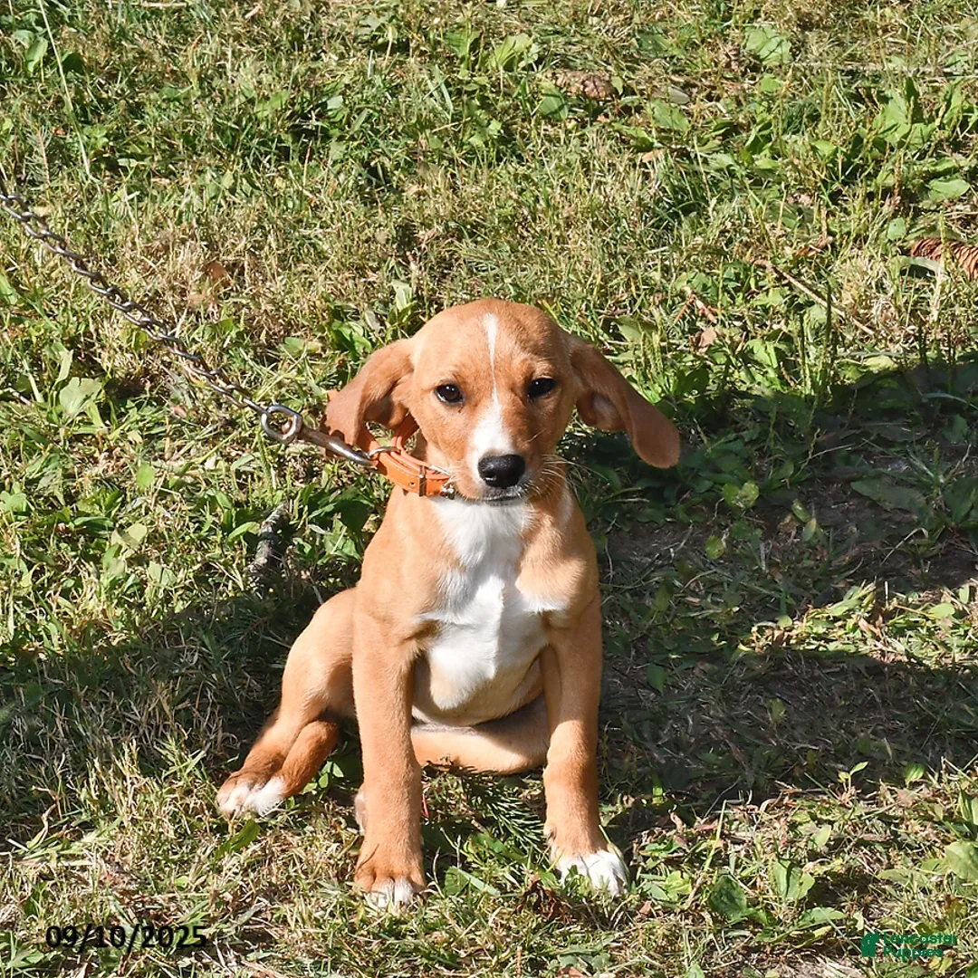 Mixed Breed dogs Sheila - Ad 4