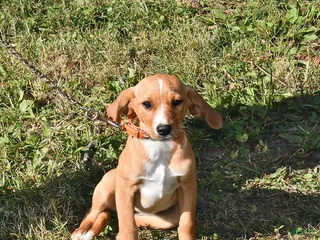 Mixed Breed dogs Sheila - Ad 37