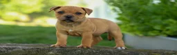 Staffordshire Bull Terrier dogs for sale: Mia Belle 🌸 - Ad 6
