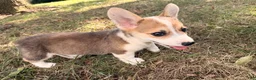 Welsh Corgi Pembroke dogs for sale: Tucker - Ad 6