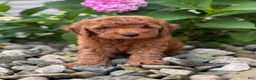 Whoodle dogs for sale: Mini Nevada ( Nev) - Ad 1