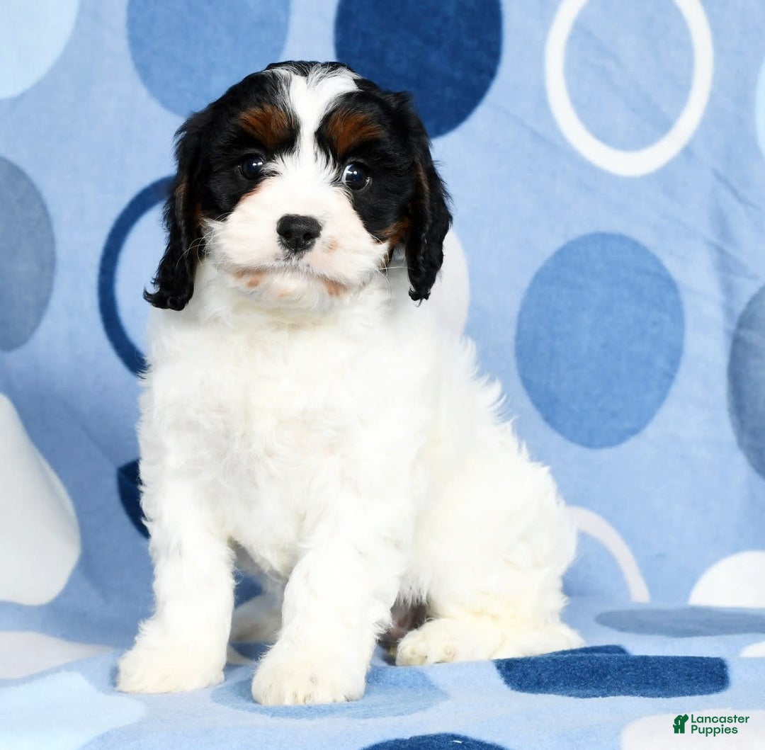 Gallery Image {{count}}