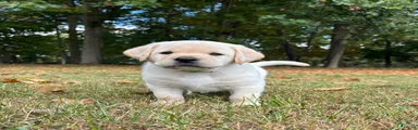 Labrador Retriever 2