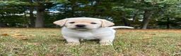 Labrador Retriever dogs for sale: Labrador Retriever 2 - Ad 1