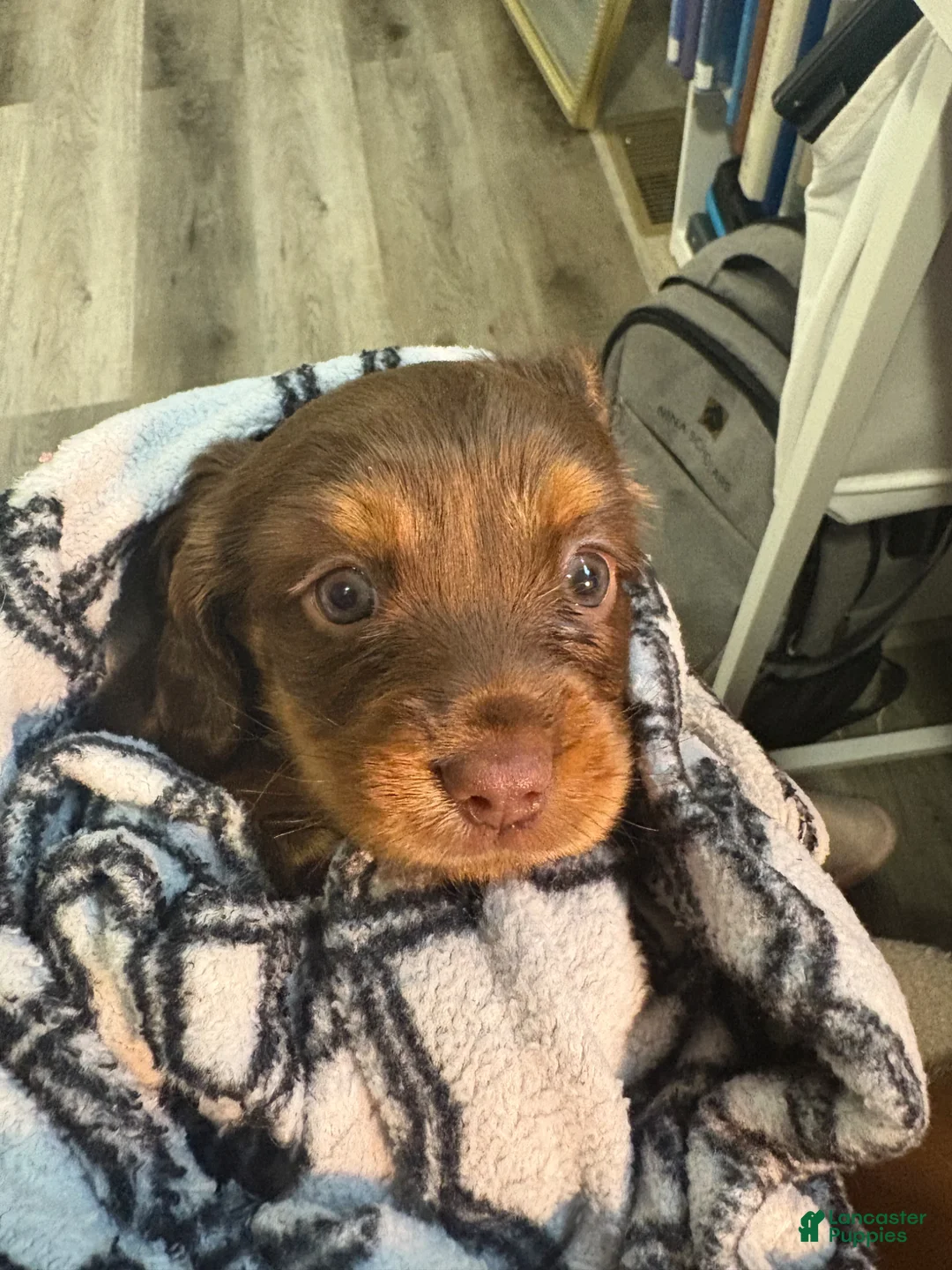 Mixed Breed dogs for sale: Reese  - Ad 1