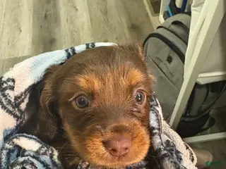 Mixed Breed dogs Reese - Ad 37