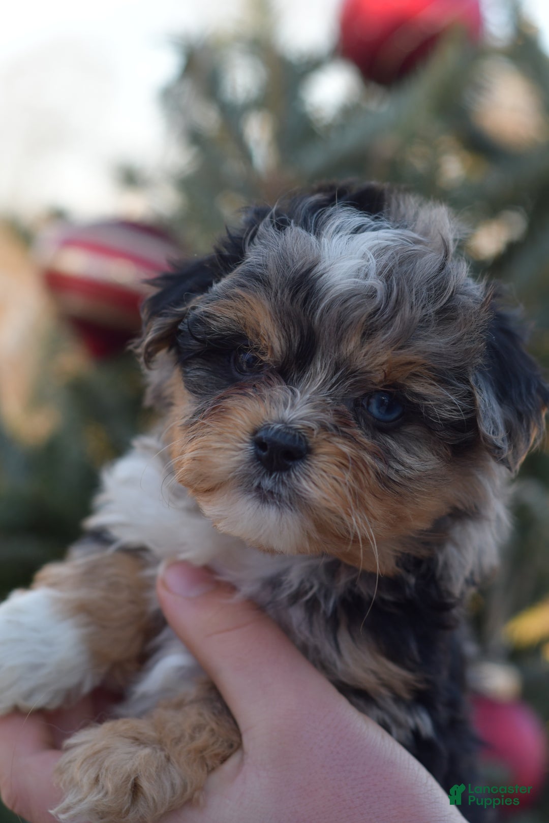 Mini Aussiedoodle dogs for sale: Jackson - Ad 14