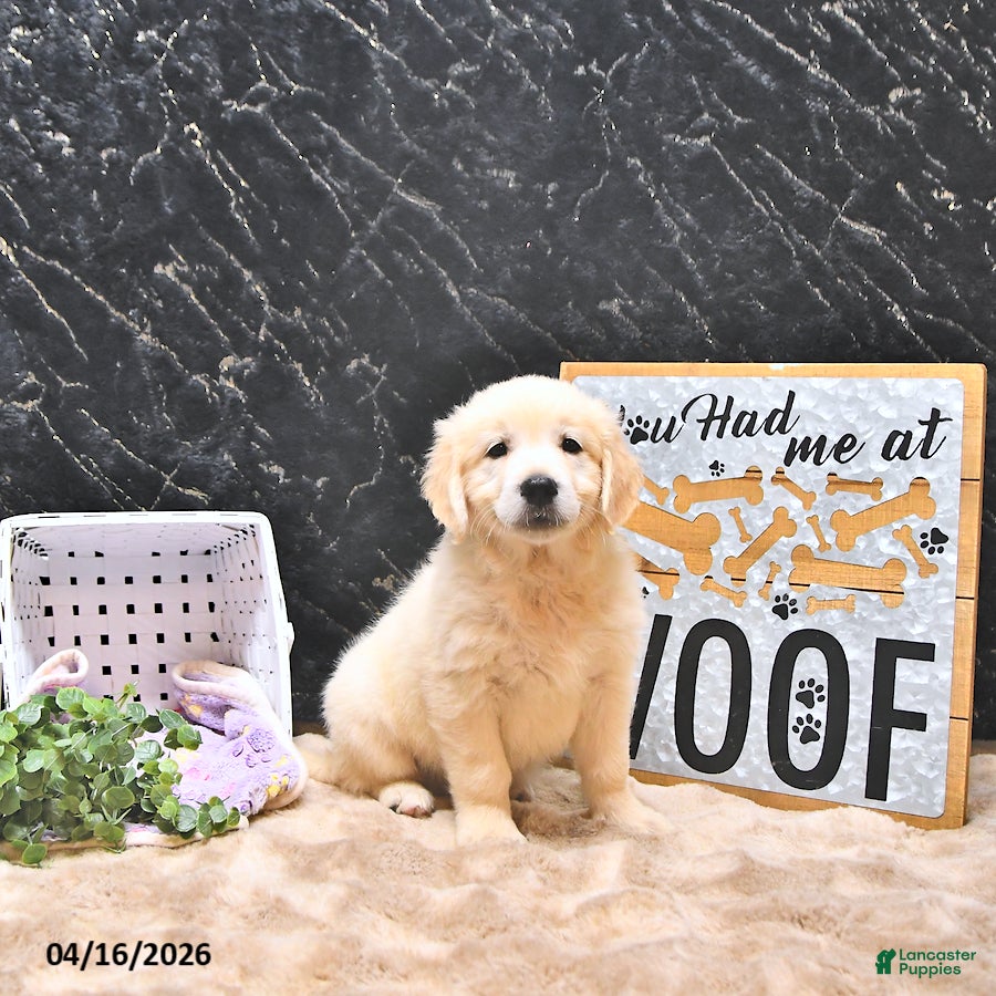 Golden Retriever dogs Mila - Ad 2