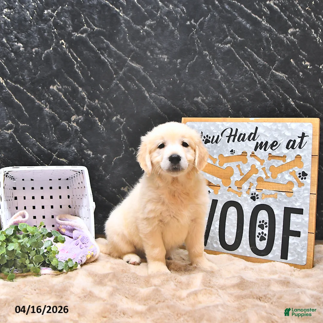 Golden Retriever dogs for sale: Mila - Ad 2