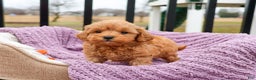 Cavapoo dogs for sale: Charlotte - Ad 5