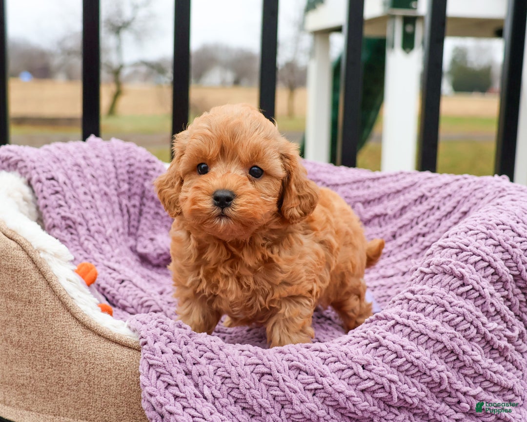 Cavapoo dogs for sale: Charlotte - Ad 5