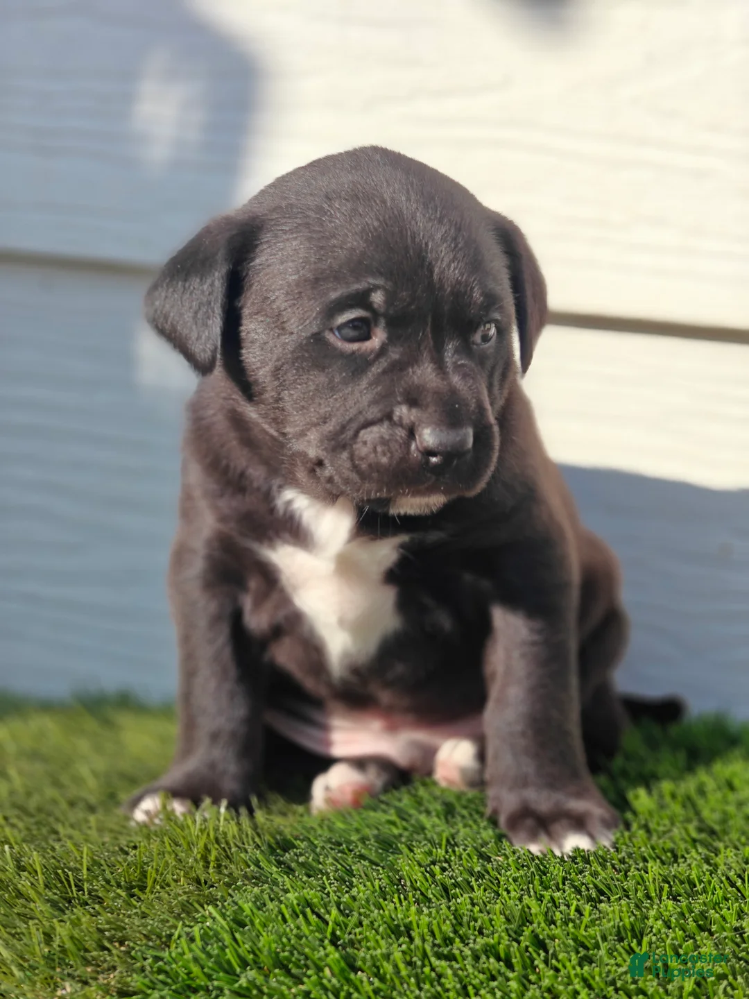 Mixed Breed dogs for sale: Black Junior - Ad 1