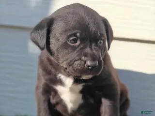 Mixed Breed dogs for sale: Black Junior - Ad 3