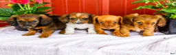 Miniature Dachshund dogs for sale: Bryce - Ad 9