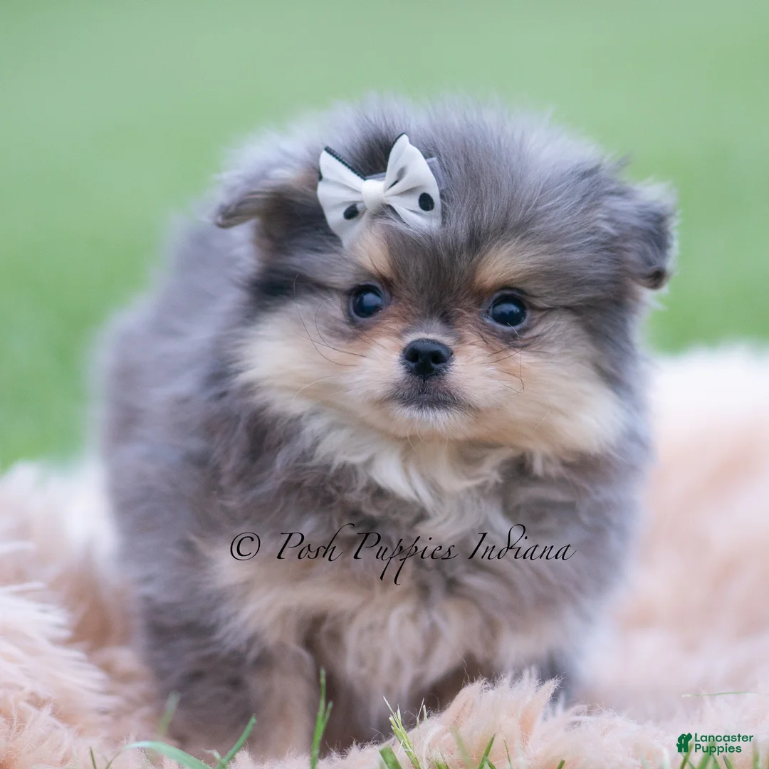 Pomeranian dogs for sale: Cobalt - Ad 2