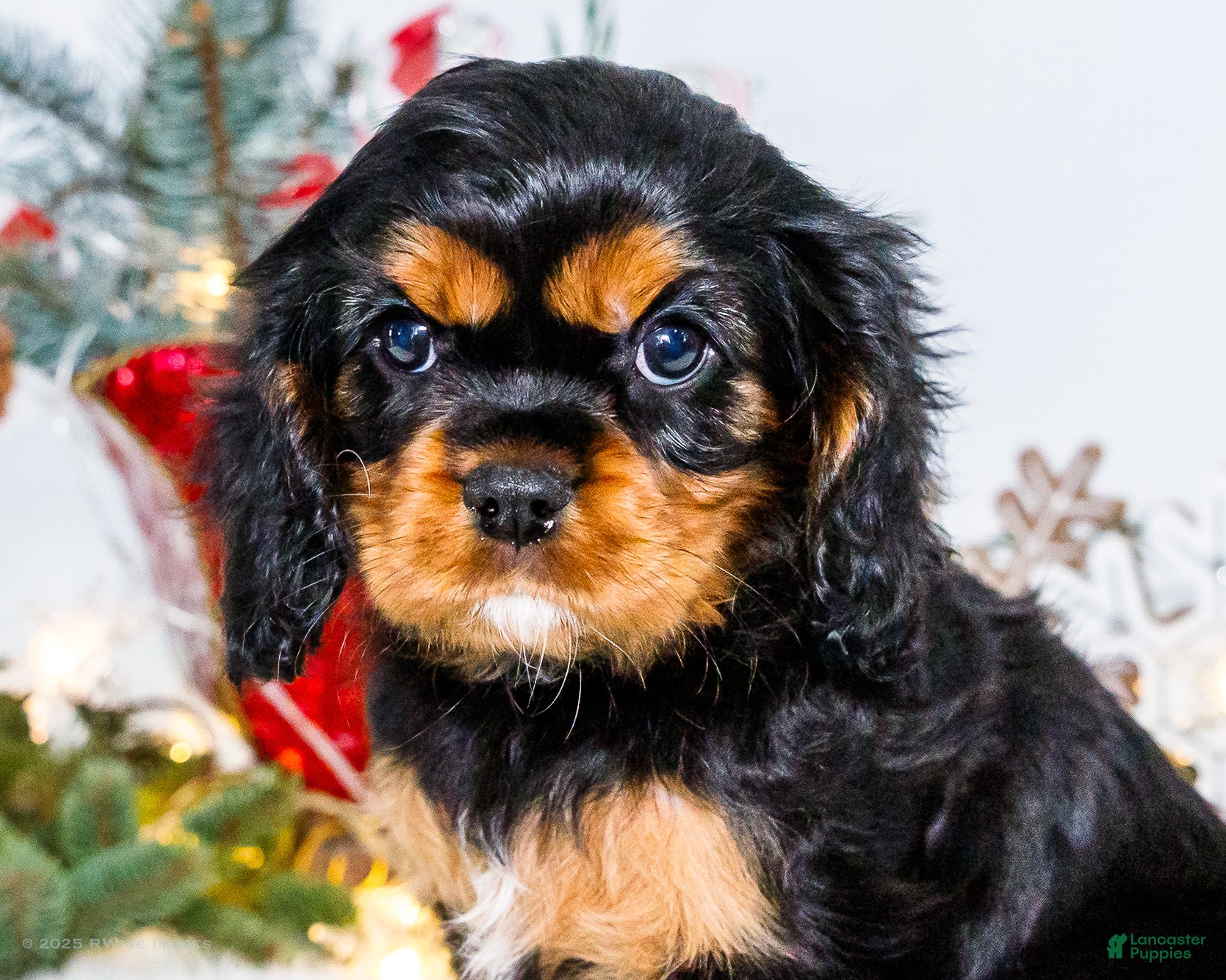 Cavalier King Charles Spaniel dogs Tinsel - Ad 16