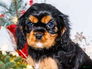 Cavalier King Charles Spaniel dogs Tinsel - Ad 38