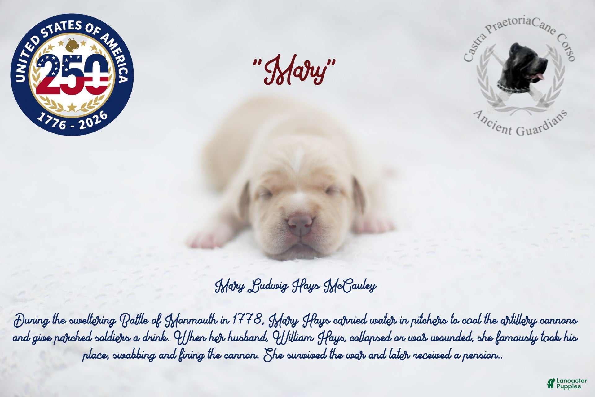Cane Corso dogs "Mary" - Ad 19