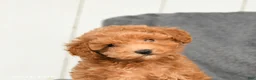 Toy Poodle dogs for sale: Lulu - Ad 4