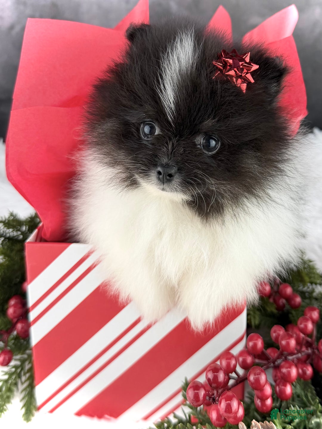 Pomeranian dogs for sale: Tiny Tim AKC - Ad 4