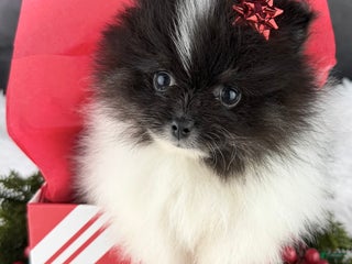 Pomeranian dogs Tiny Tim AKC - Ad 30