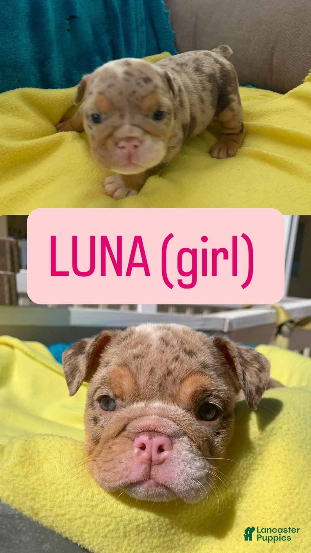 English Bulldog dogs for sale: Rocco - Ad 4