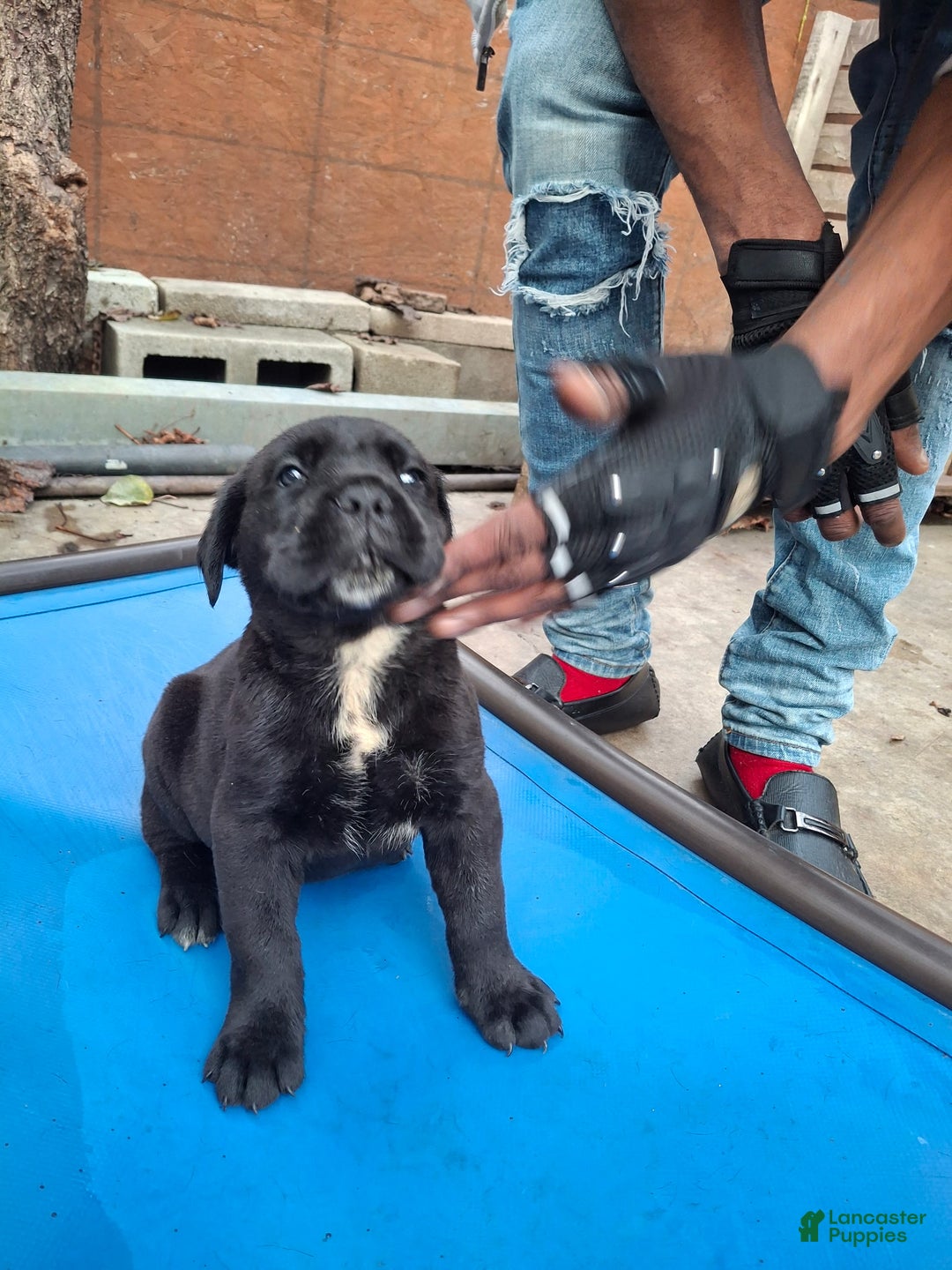 Cane Corso dogs for sale: Cane Corso Puppy 2 - Ad 1