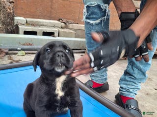 Cane Corso dogs Cane Corso Puppy 2 - Ad 27