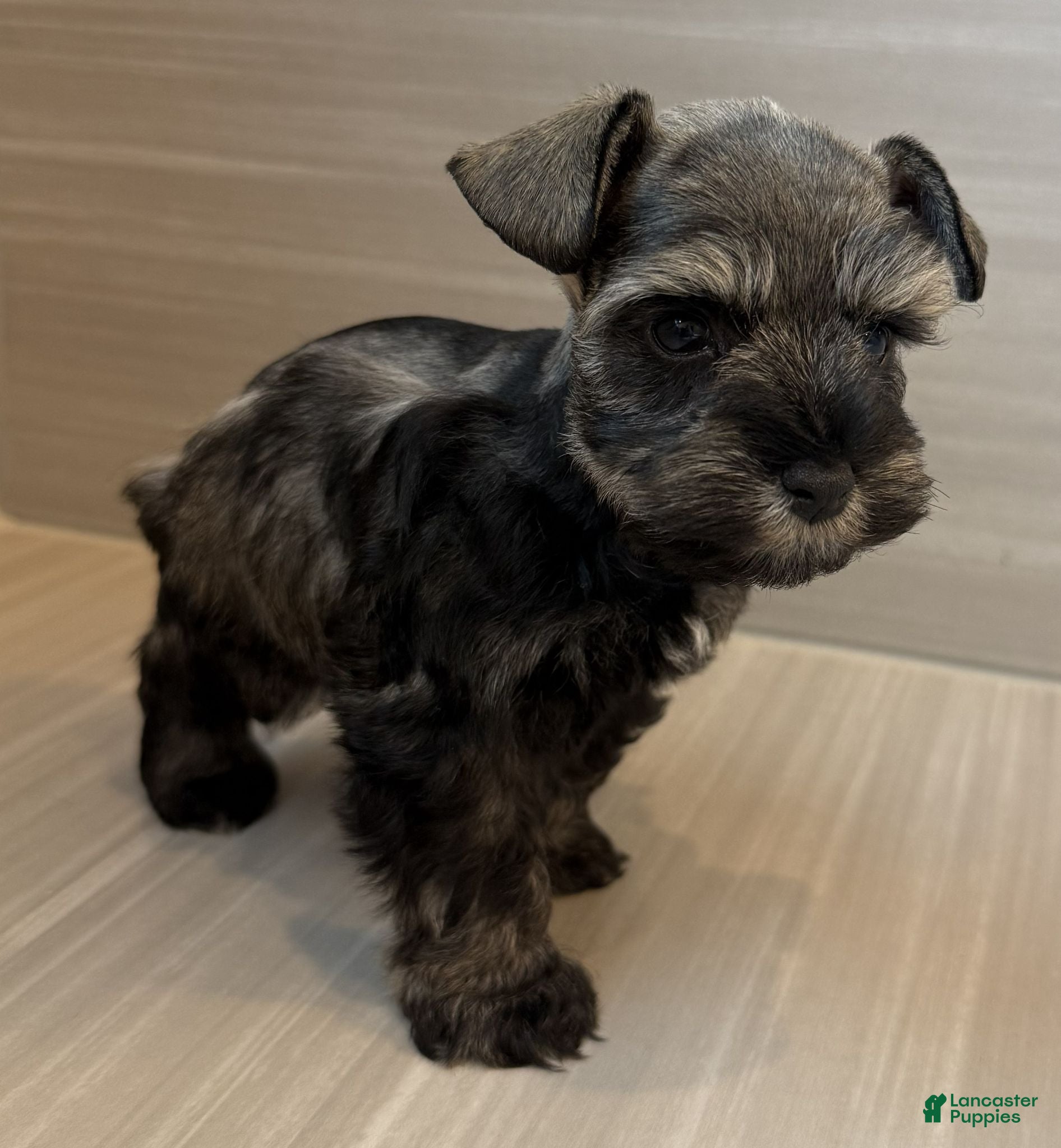 Miniature Schnauzer dogs for sale: Maverick - Ad 3