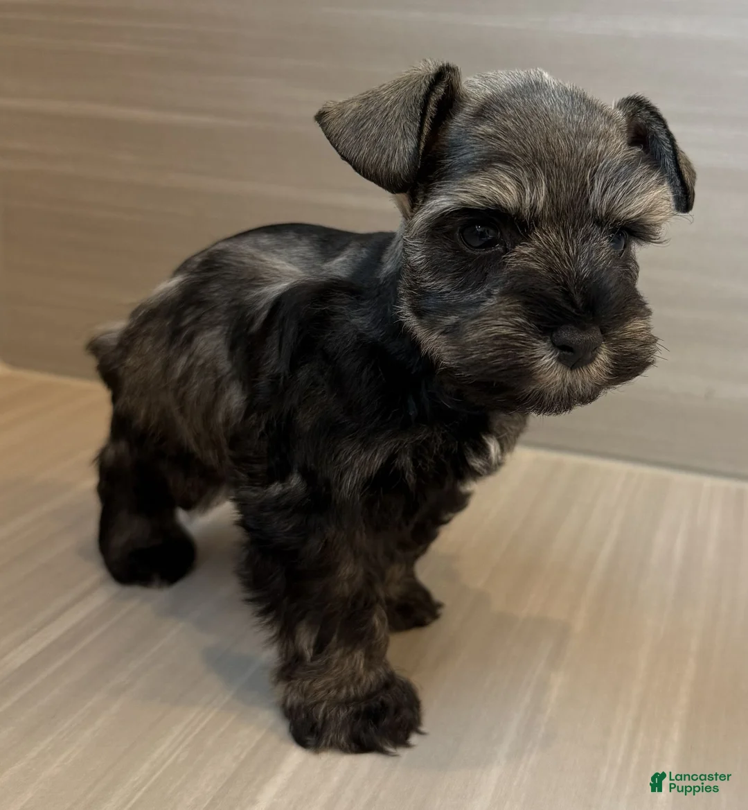 Miniature Schnauzer dogs for sale: Maverick - Ad 1