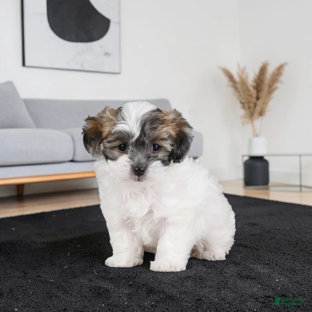 Maltipoo dogs for sale: KALA - Ad 1