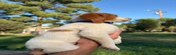 Brittany Spaniel dogs for sale: Brittany Spaniel 4 - Ad 3