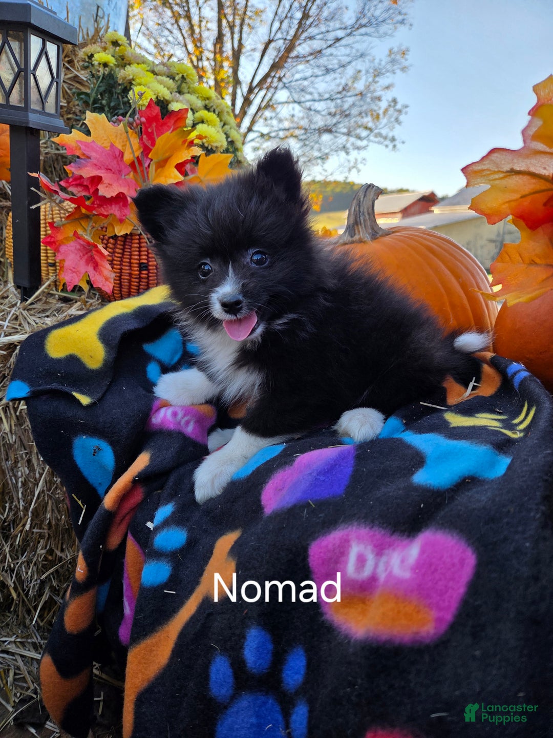 Pomeranian dogs for sale: Nomad - Ad 6