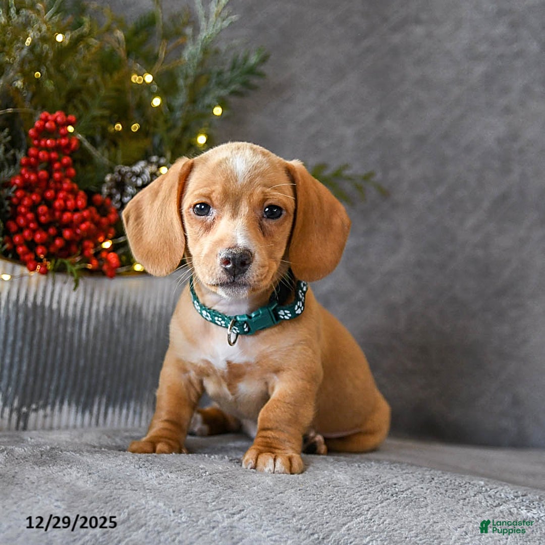 Miniature Dachshund dogs for sale: Sasha - Ad 1