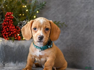 Miniature Dachshund dogs Sasha - Ad 7