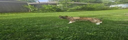 Akita dogs for sale: Akita Puppy 1 - Ad 3