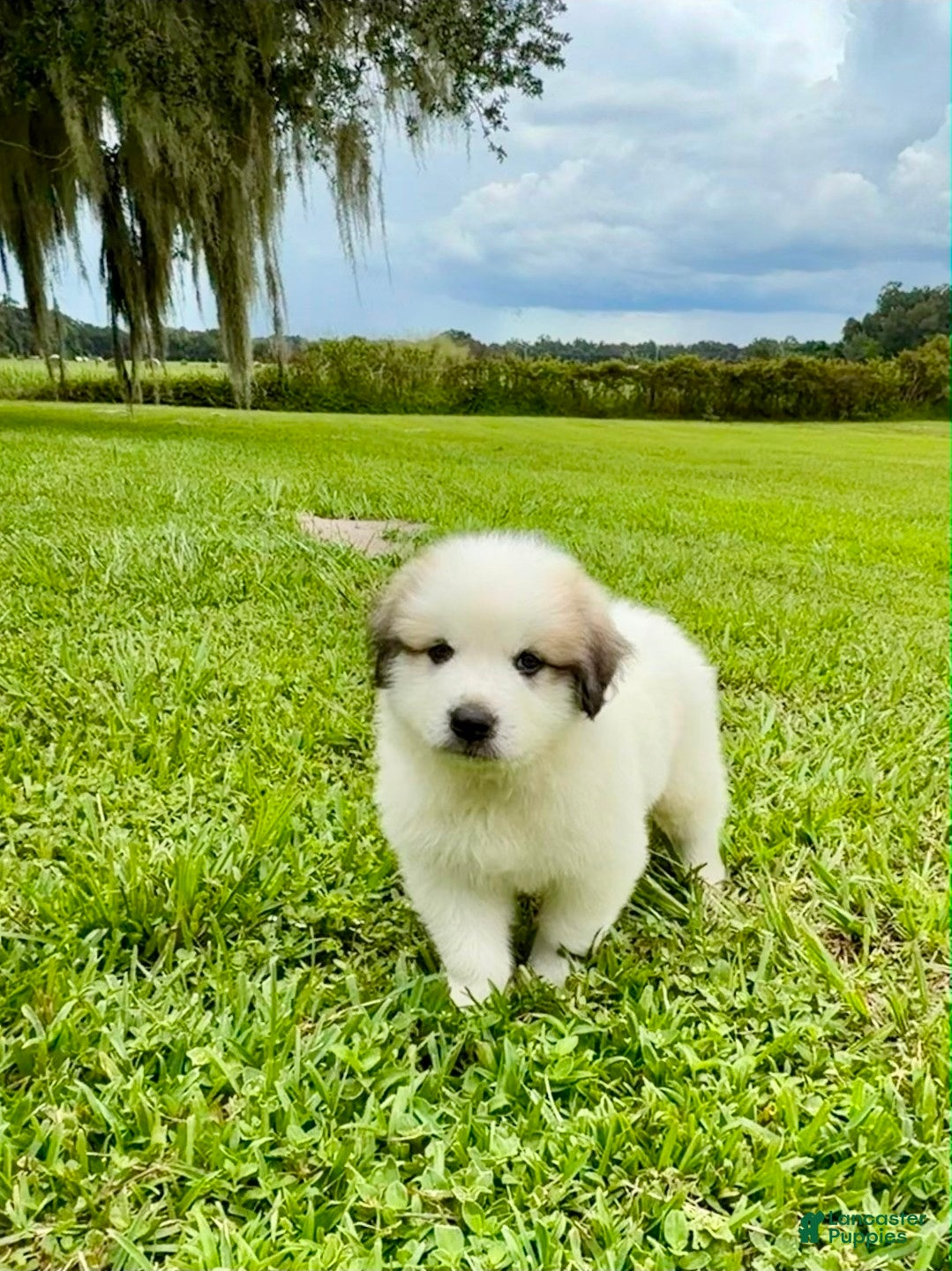 Great Pyrenees dogs Orange Boy - Ad 41