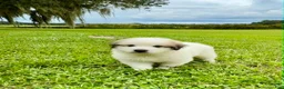 Great Pyrenees dogs for sale: Orange Boy - Ad 1