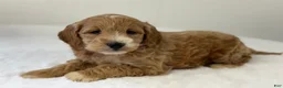 Mini Goldendoodle dogs for sale: Sadie - Ad 7