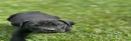 Cane Corso dogs for sale: Riley - Ad 2