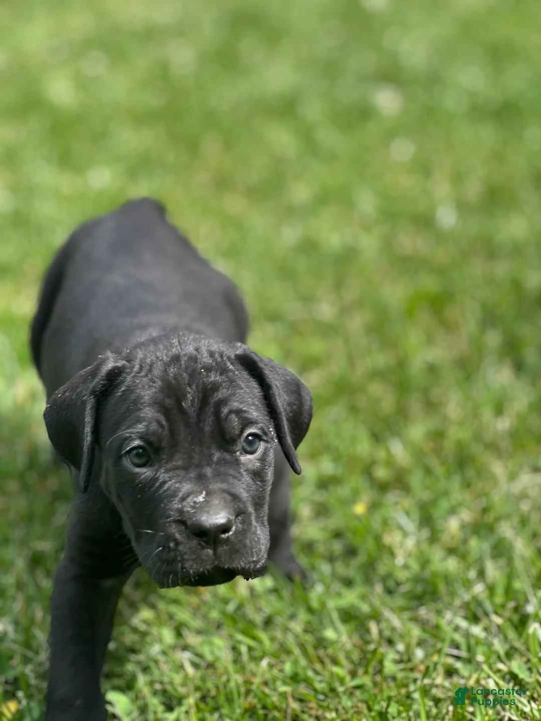 Cane Corso dogs for sale: Riley - Ad 2