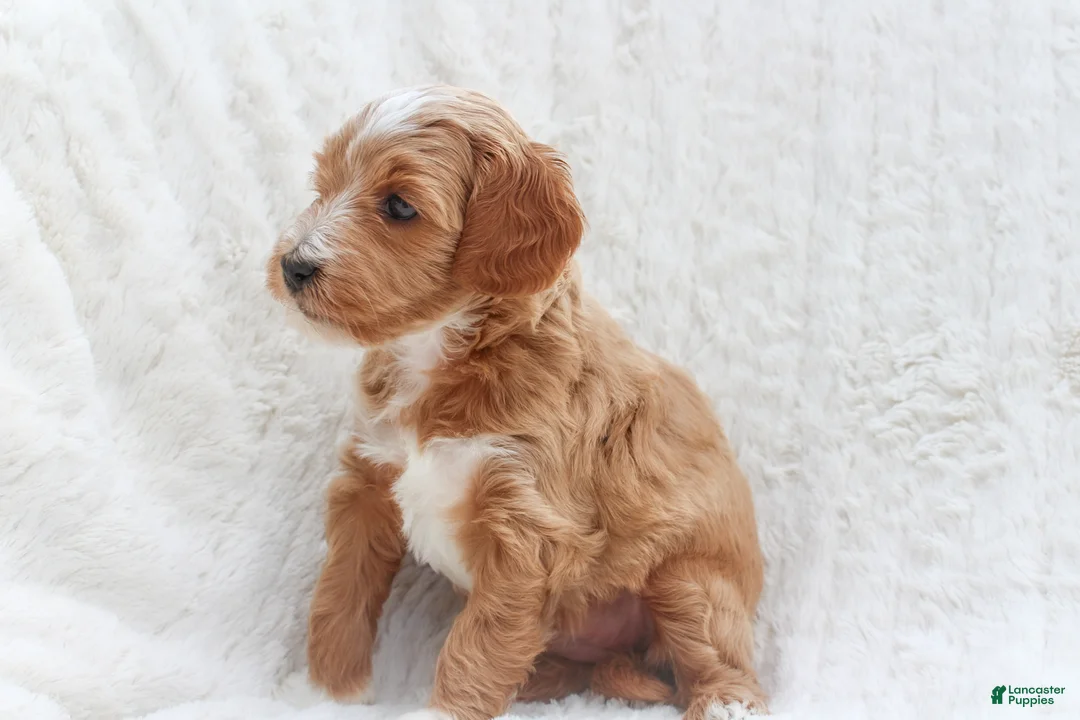 Mixed Breed dogs for sale: Bluey - Ad 1