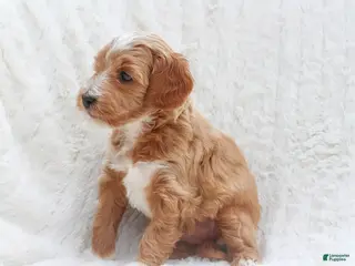 Mixed Breed dogs Bluey - Ad 29