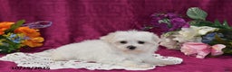 Maltese dogs for sale: Casper - Ad 2