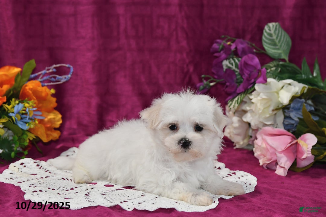 Maltese dogs for sale: Casper - Ad 2
