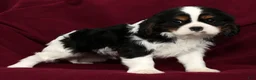 Cavalier King Charles Spaniel dogs for sale: Frisky - Ad 7